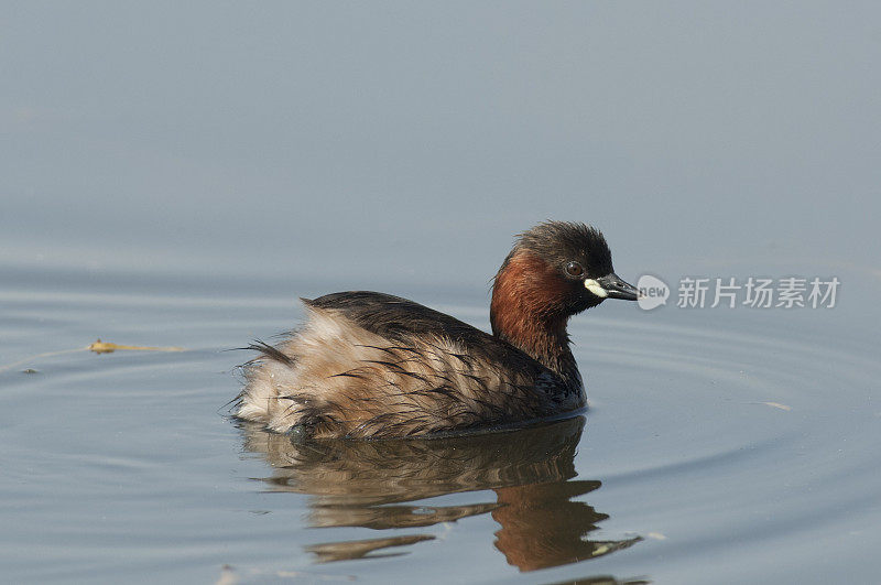 小Grebe (Tachybaptus ruficollis)